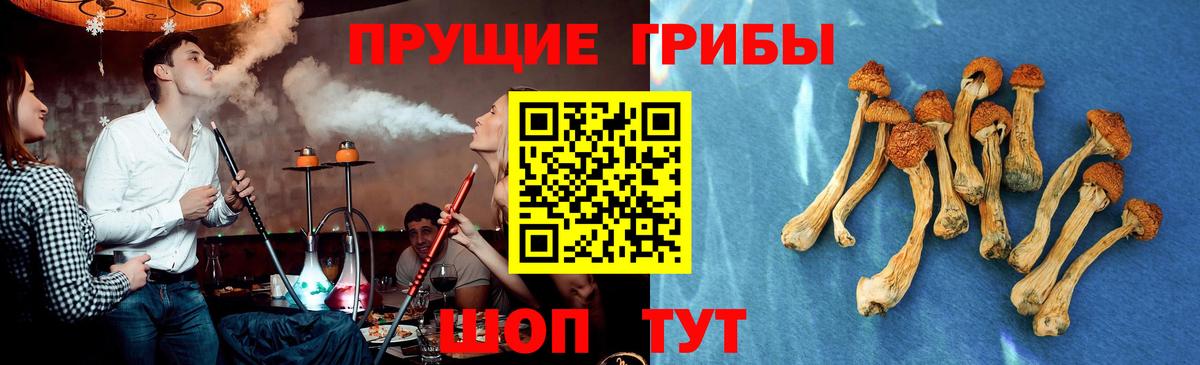 Галлюциногенные грибы GOLDEN TEACHER  Воронеж  Галлюциногенные грибы Psilocybine cubensis 